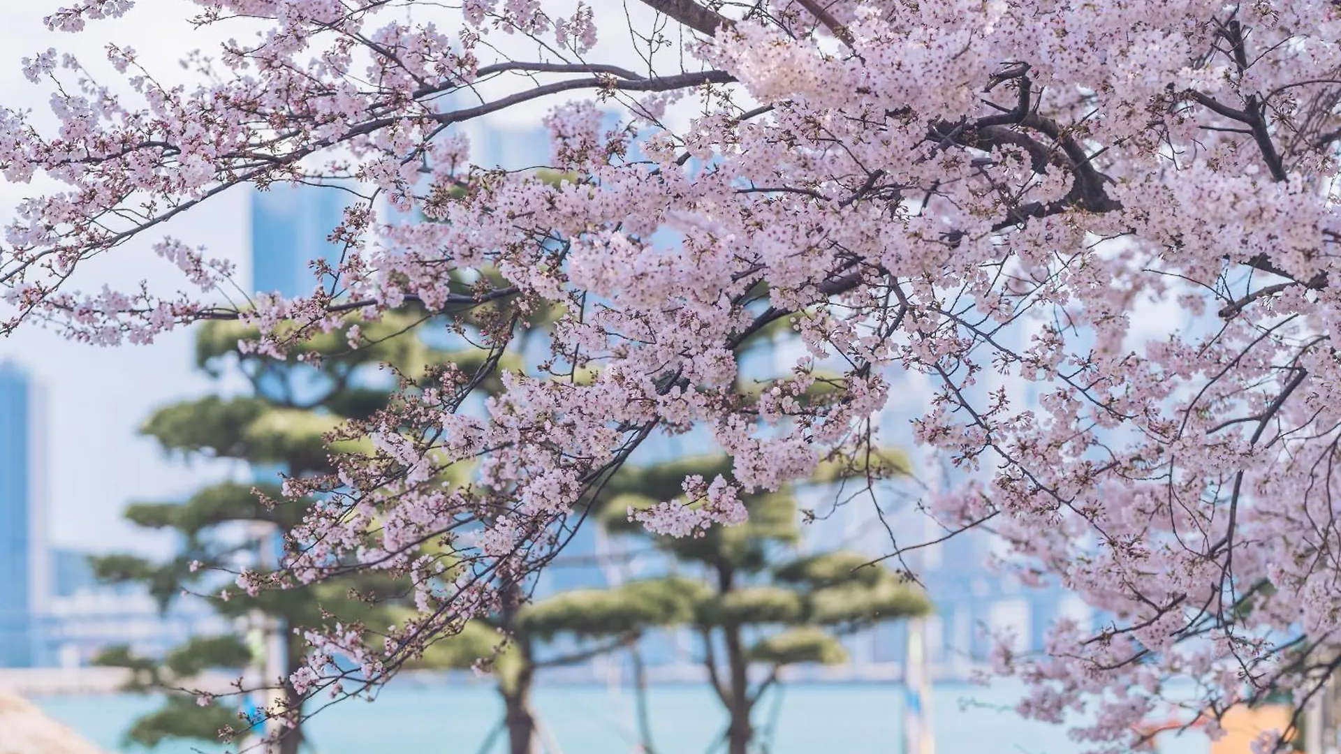 ****  Kent Hotel Gwangalli By Kensington Busan Sydkorea
